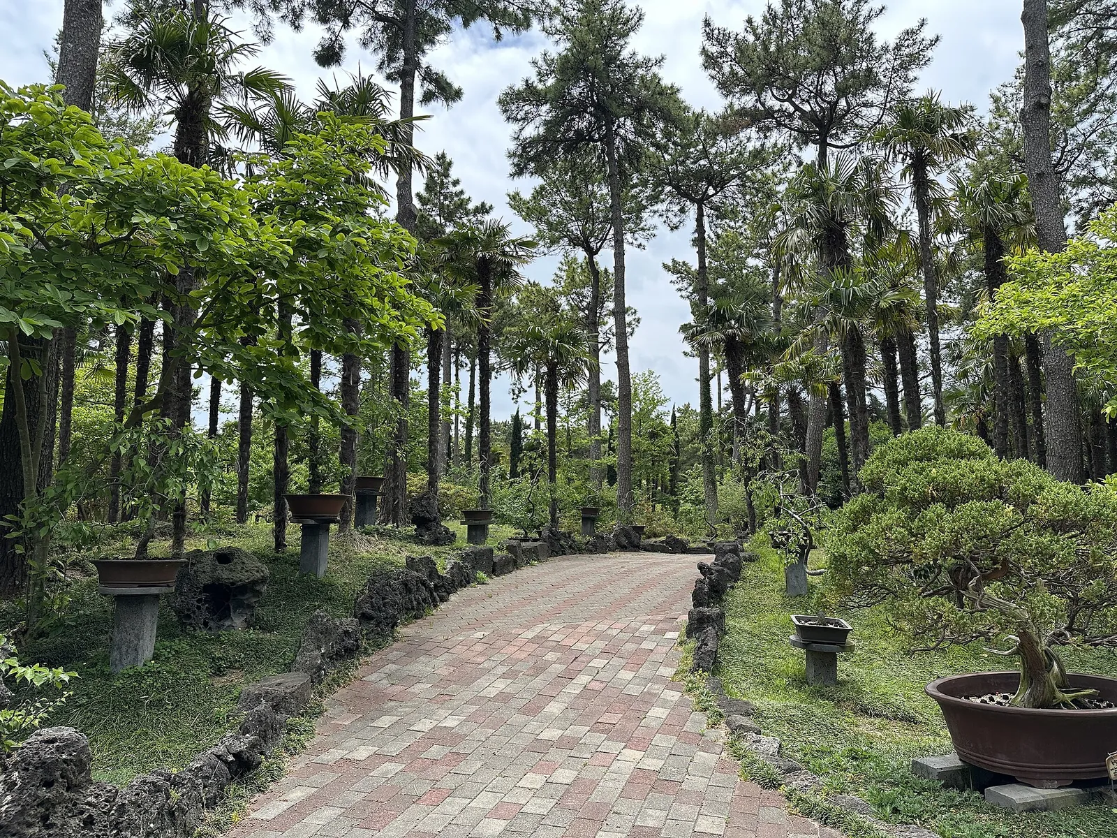 Paved path through palms, pines and potted bonsai at Hallim Park