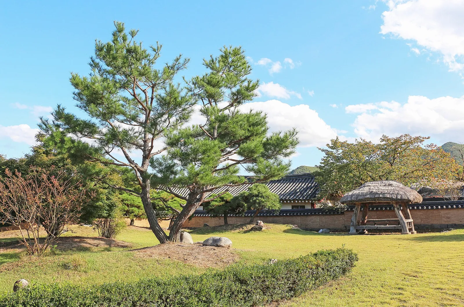 A pine tree on a lawn in Hahoe Village with tiled and thatched roofs behind it