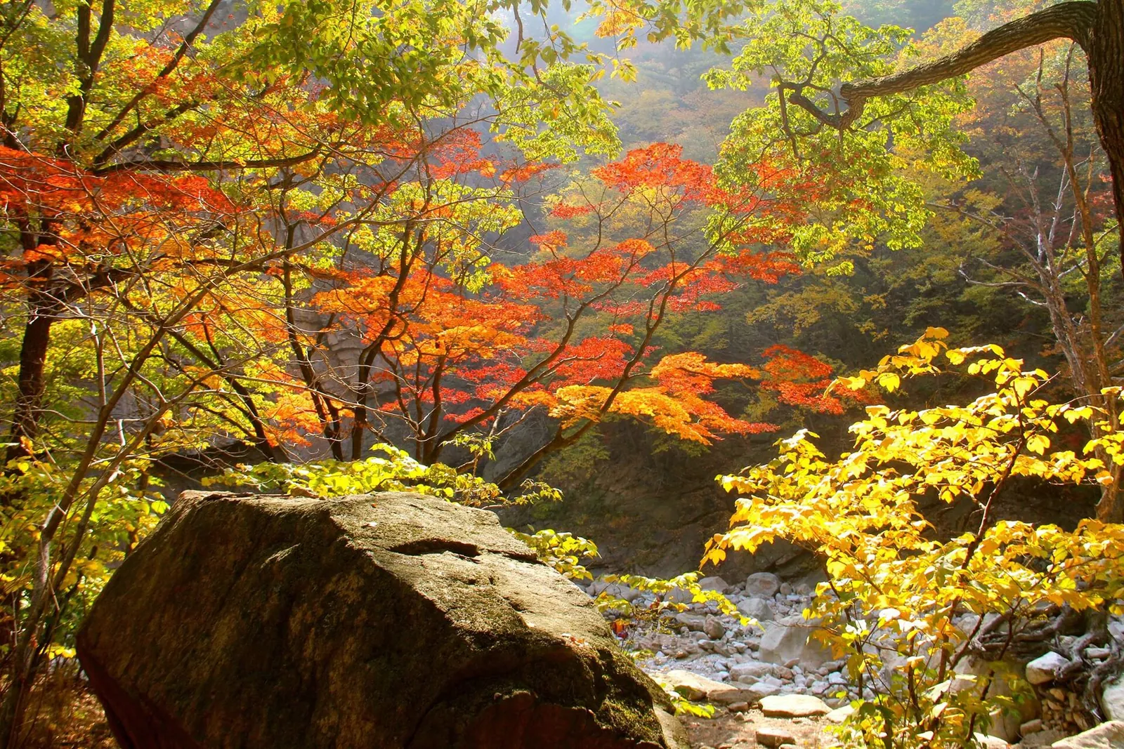 Red, orange and yellow maples around a boulder in a Seoraksan valley in autumn
