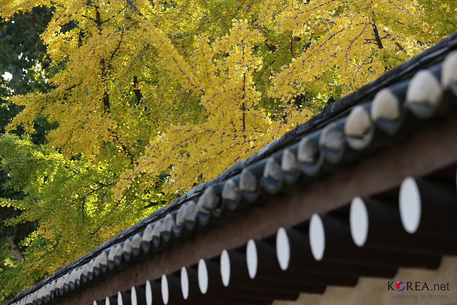 Golden ginkgo leaves above the tiled roof of a palace wall at Gyeongbokgung in Seoul