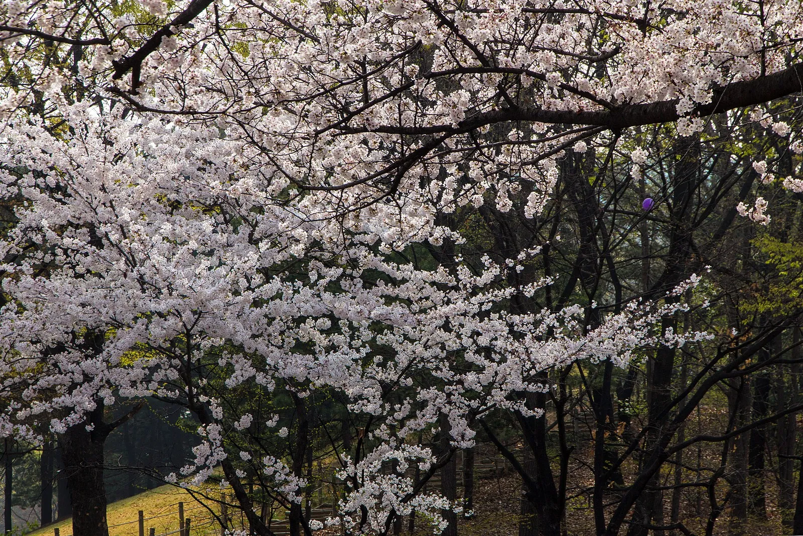 White cherry blossom on trees along a park path in Yeouido, Seoul