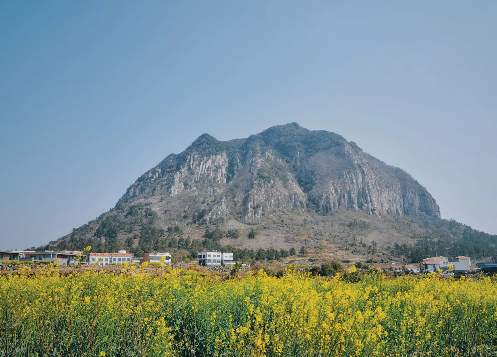 Yellow canola flowers in front of Sanbangsan Mountain on Jeju Island under a clear sky