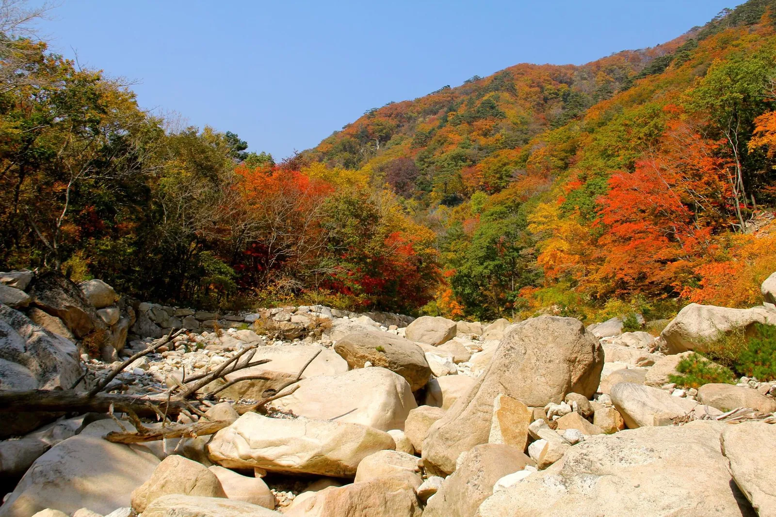 Red, orange and yellow autumn trees on the slopes above a boulder-strewn stream in Seoraksan National Park under a blue sky