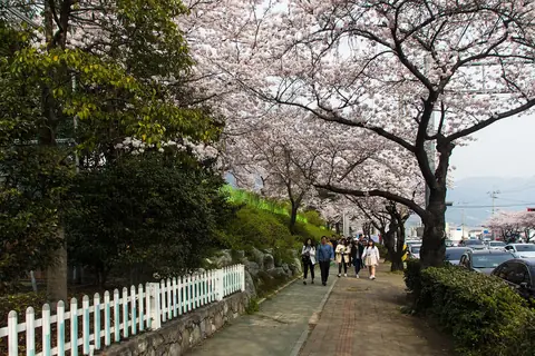 Cerejeiras em flor a formar um arco sobre um caminho pedonal junto a uma vedação branca em Jinhae