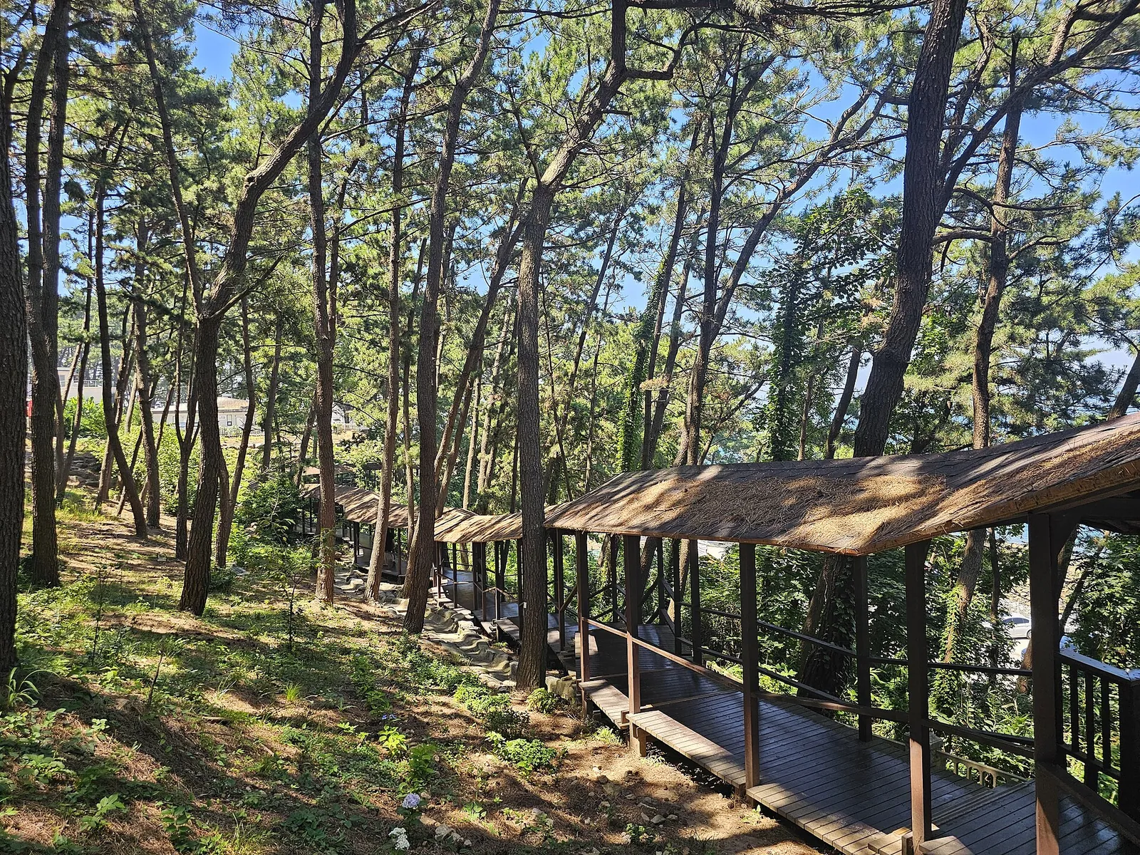 Covered wooden corridor running through pine woods at Sanghwawon garden on Jukdo, Boryeong