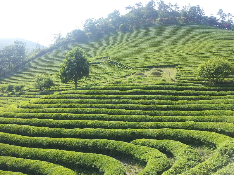 Curving rows of clipped green tea bushes covering a hillside, with a few trees among the rows