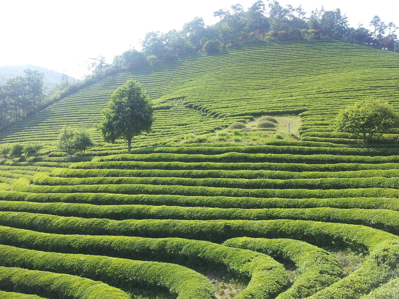 Curving rows of clipped green tea bushes covering a hillside, with a few trees among the rows