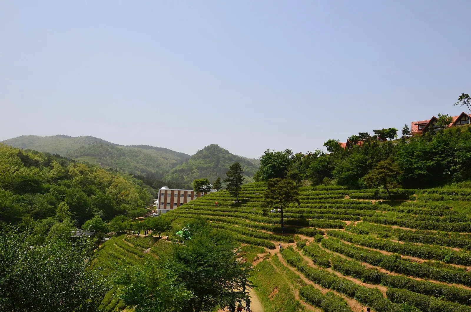 Tea rows on a slope seen from above, with wooded hills and a building in the valley beyond