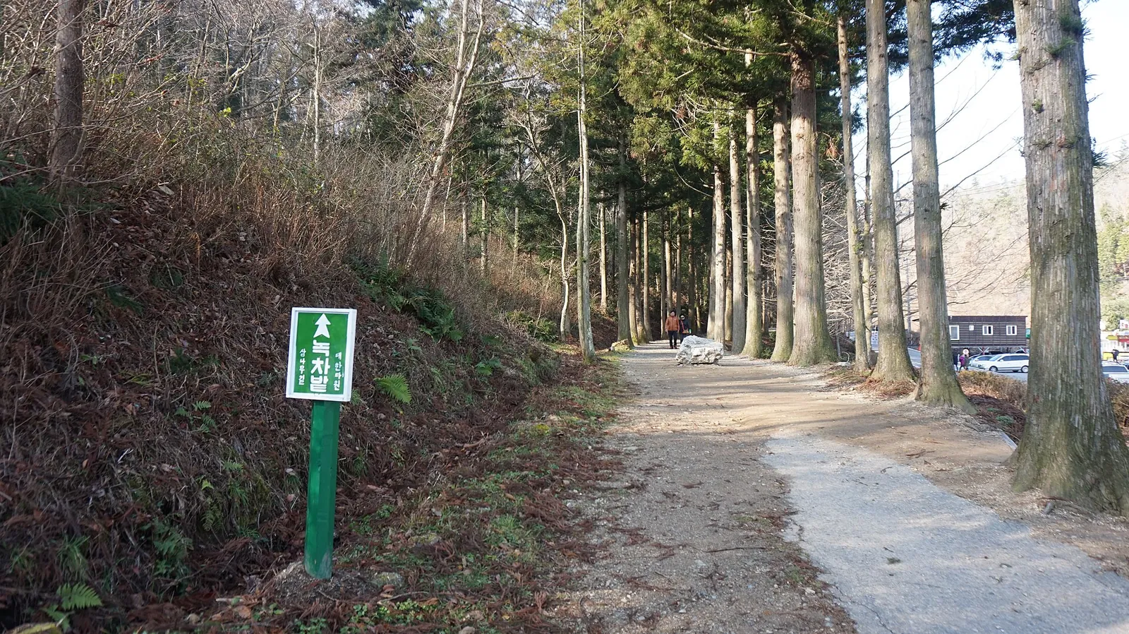 A dirt path lined with tall straight trees and a green signpost on the left