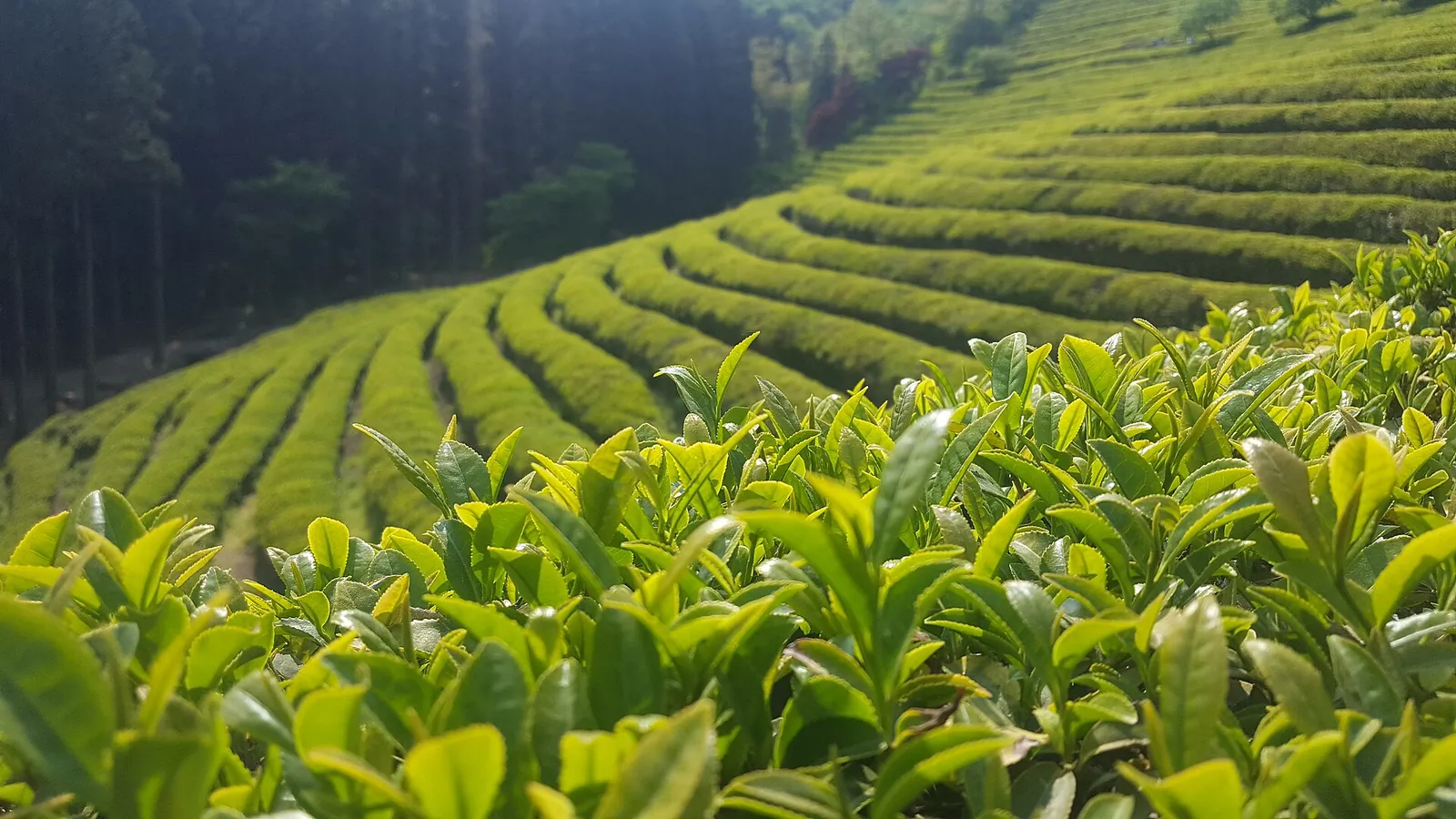 Close view of fresh green tea leaves in front of rows of tea bushes on a slope
