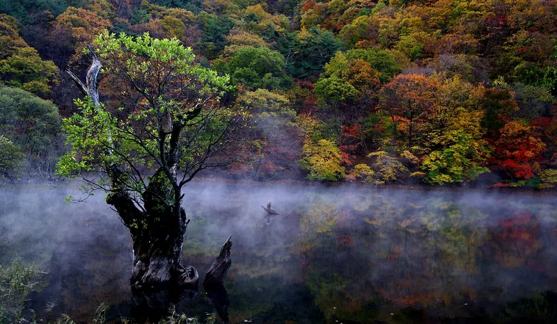 Old willow tree standing in the misty water of Jusanji Pond, with autumn-coloured forest behind