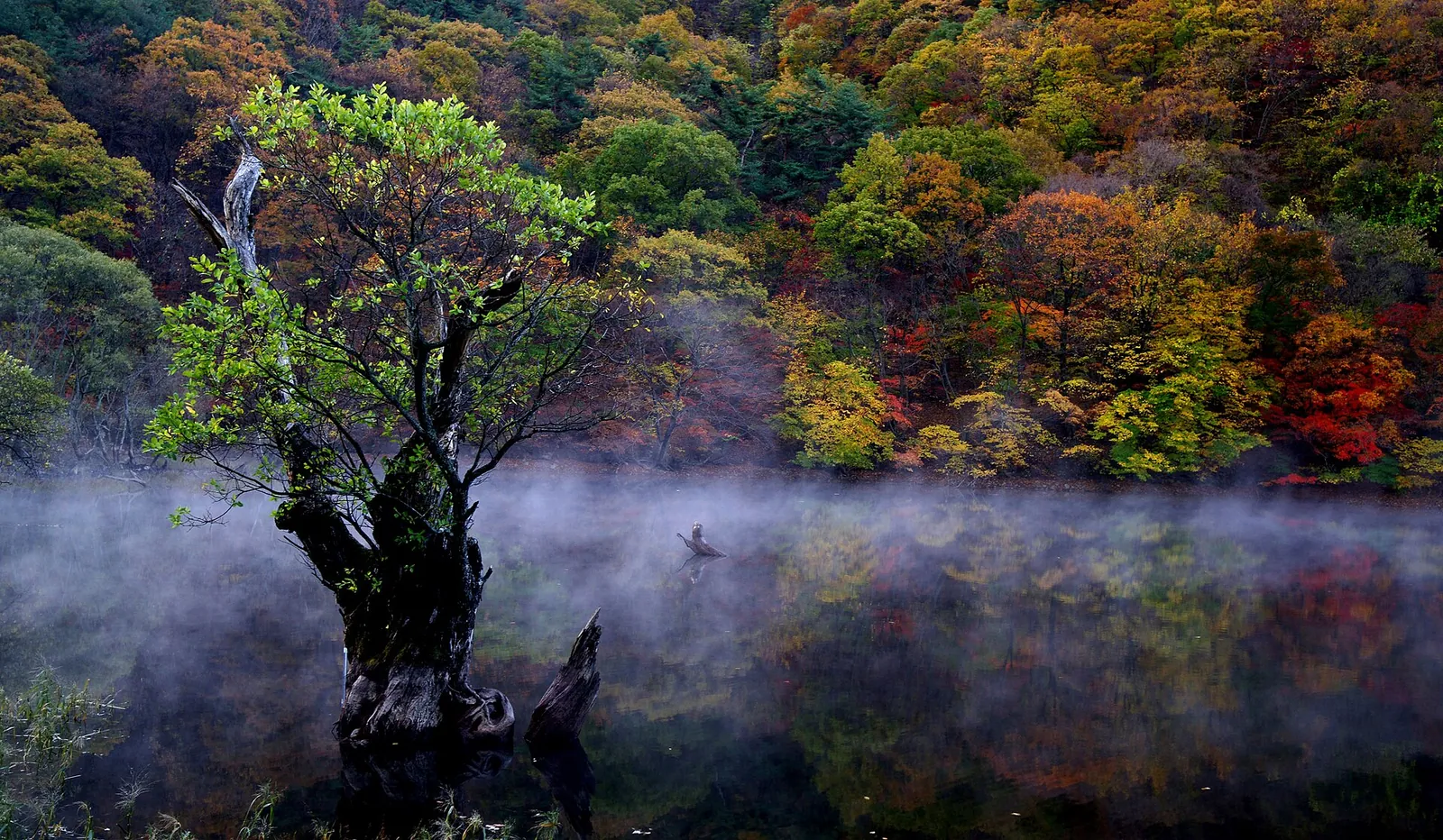 Old willow tree standing in the misty water of Jusanji Pond, with autumn-coloured forest behind