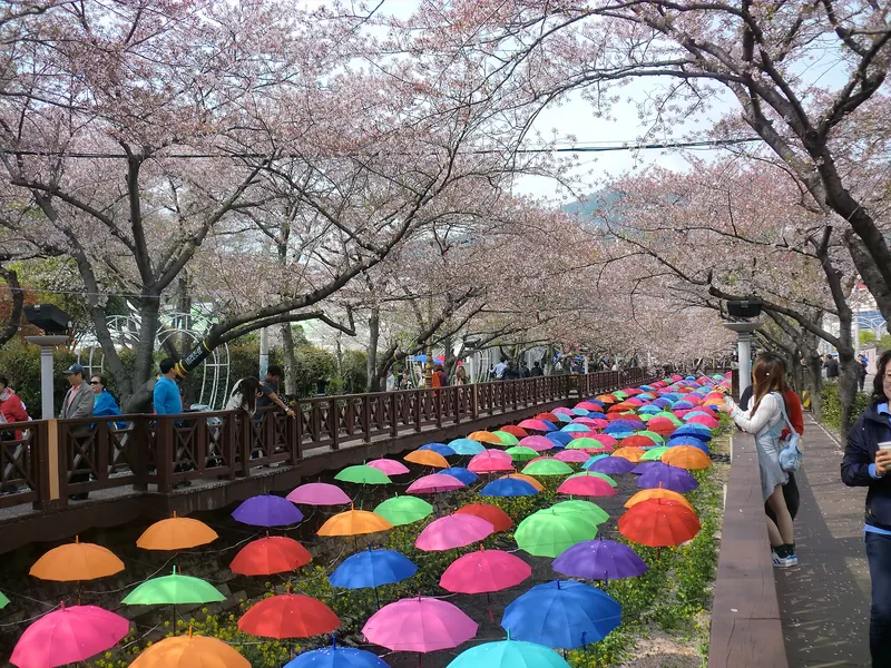 Cherry trees in full blossom arching over a stream in Jinhae, with rows of coloured umbrellas set out in the streambed below