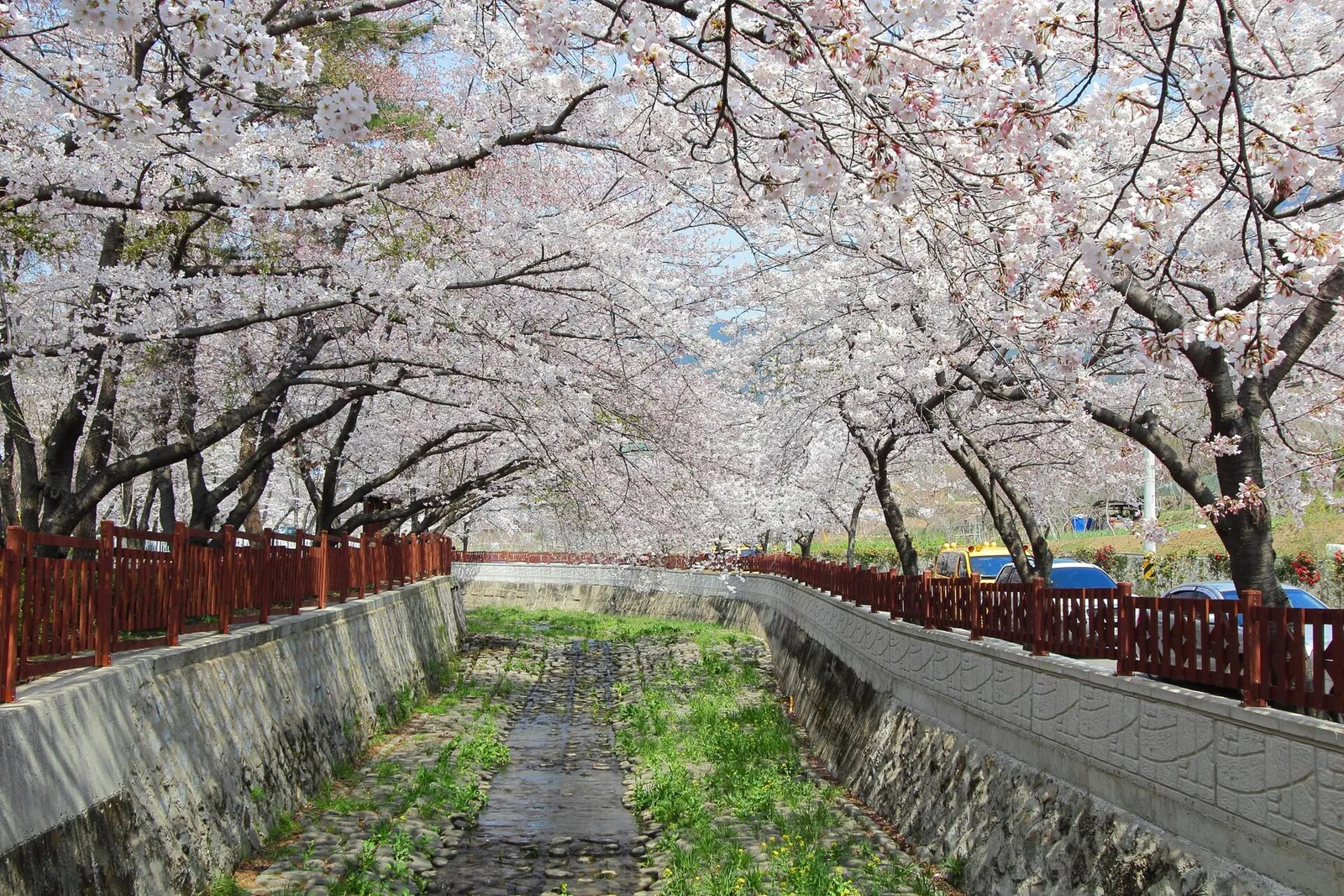 Cherry trees in bloom on both banks of Yeojwacheon Stream in Jinhae, with wooden railings along the water