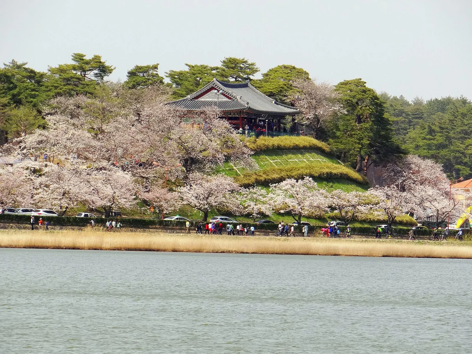 Pink cherry blossom around a wooded hill with a traditional pavilion above the water at Gyeongpo Lake