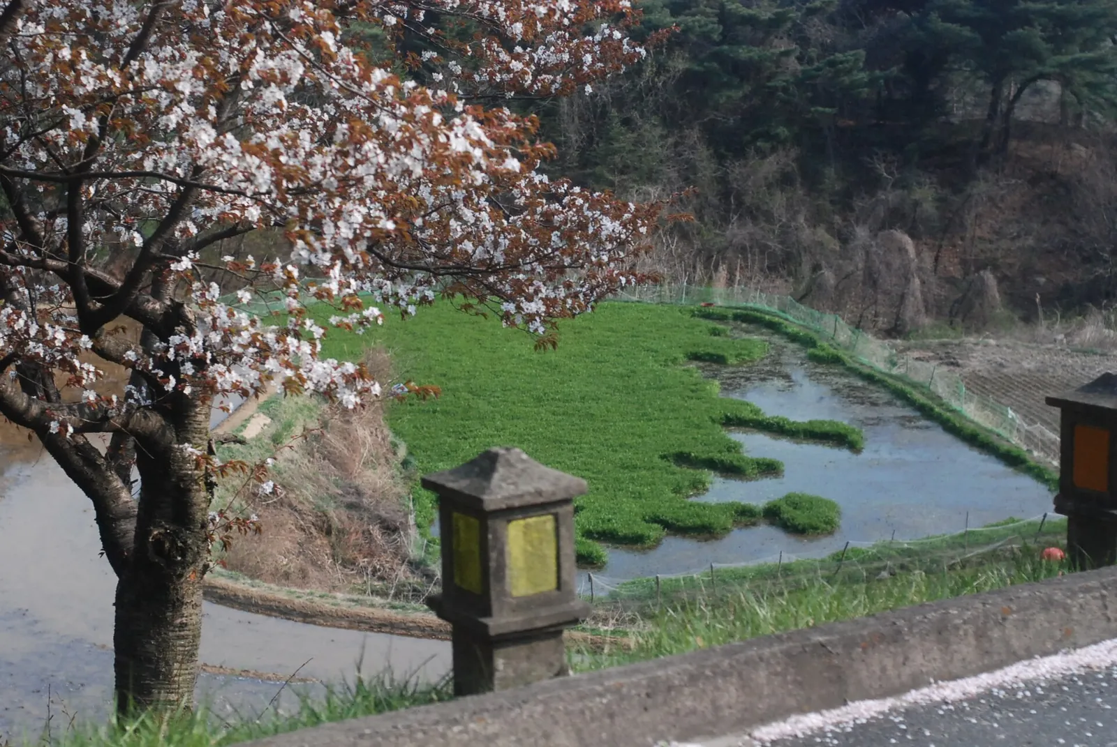 A flowering cherry tree beside a small pond with stone lanterns near Bulguksa in Gyeongju