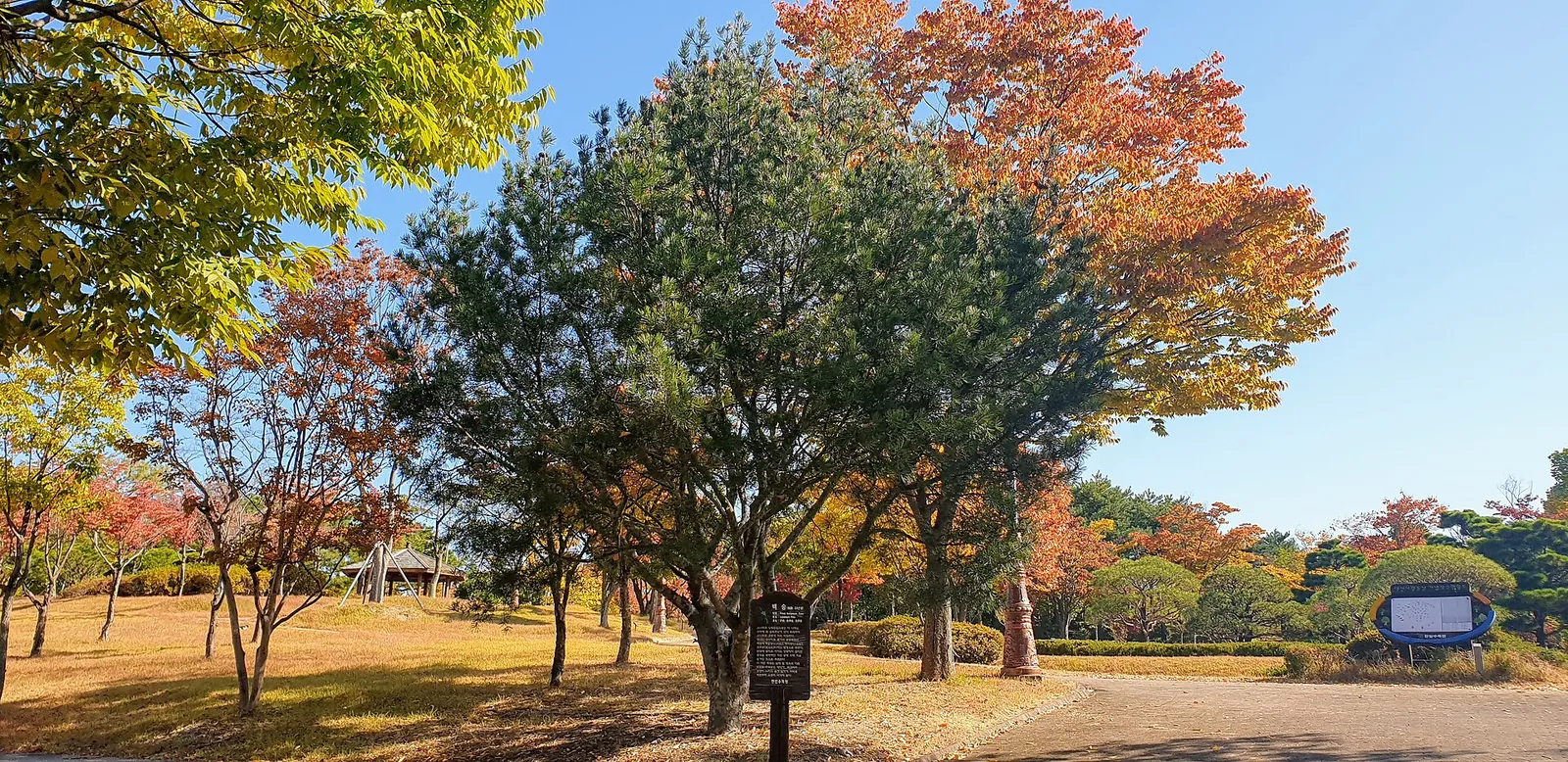 Autumn trees and lawns in the East Garden of Hanbat Arboretum, Daejeon, on a clear day