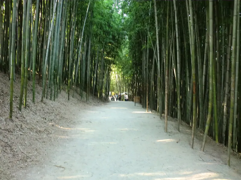 A straight gravel path between tall green bamboo stalks in Juknokwon, Damyang