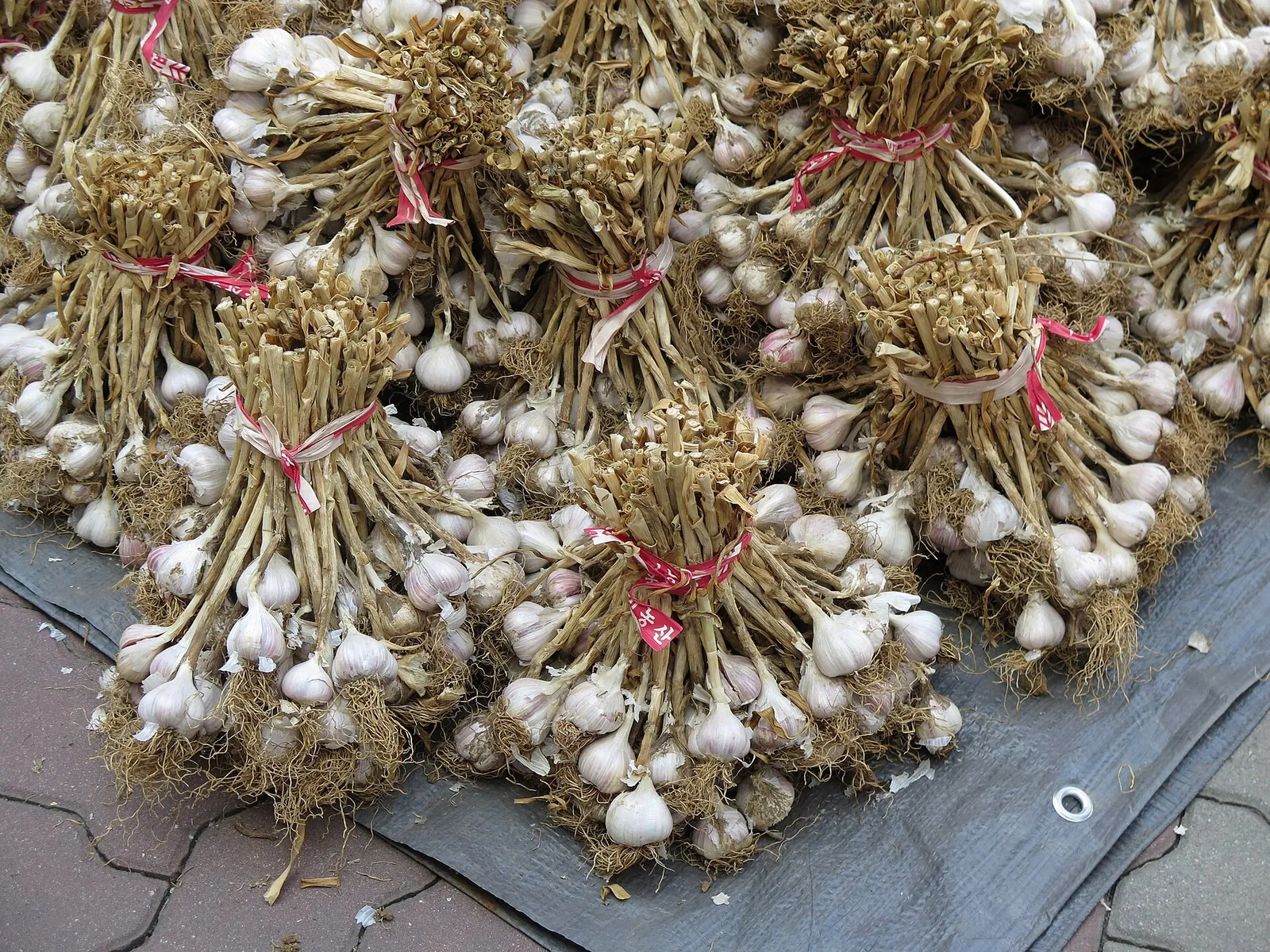 Bundles of fresh Danyang garlic tied with red string laid out for sale