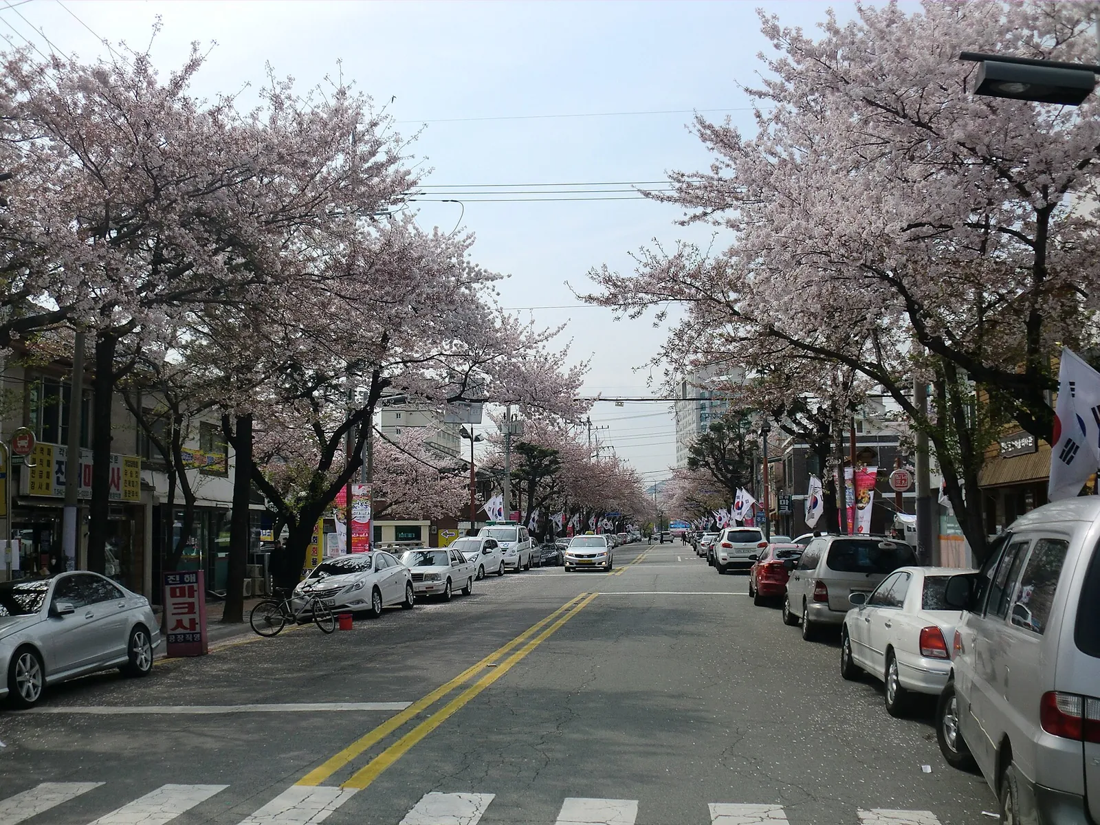 A street in Jinhae lined on both sides with cherry trees in full blossom during the Jinhae Gunhangje Festival