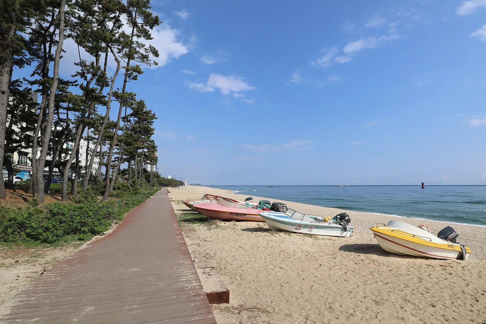 Boardwalk path through the pine trees beside the sand at Gyeongpo Beach, with small boats pulled up on the shore