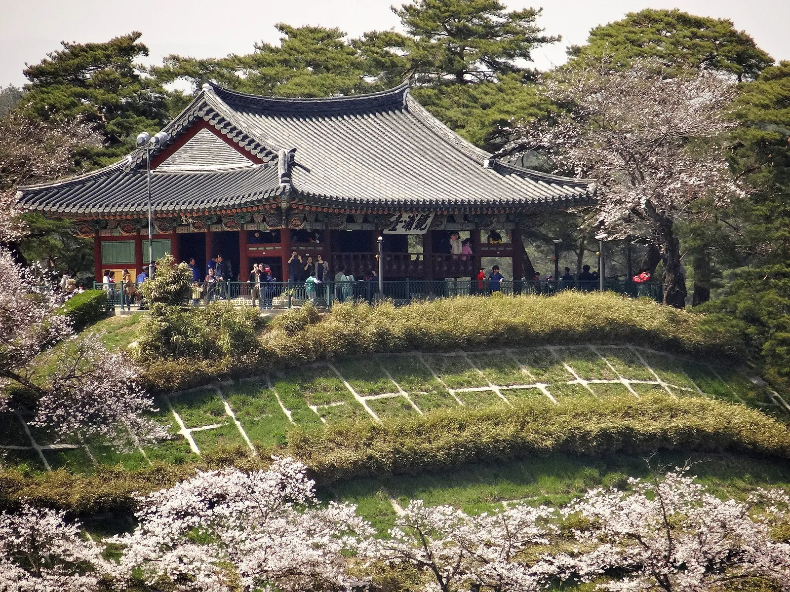 Gyeongpodae Pavilion with its tiled roof on a terraced, pine-covered hill, surrounded by cherry blossom