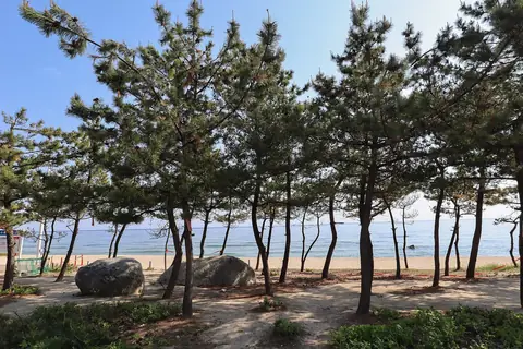 Pinheiros ao longo da praia de Gyeongpo com o mar por trás, Gangneung