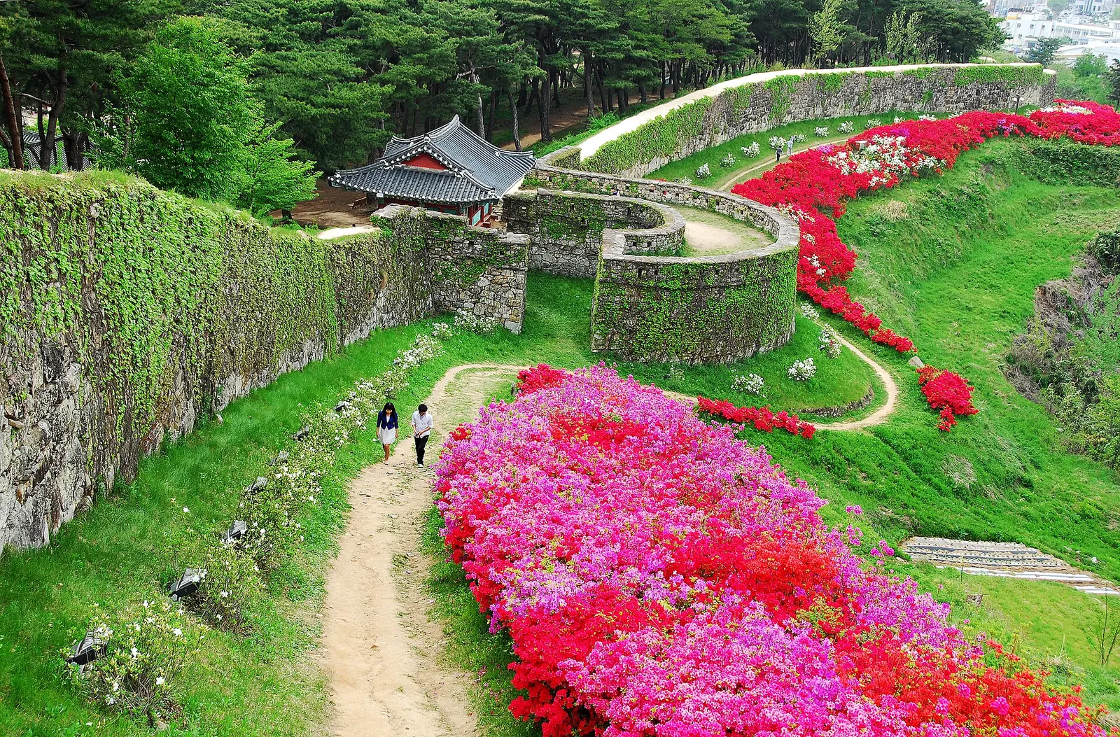 Path along the stone wall of Gochangeupseong fortress with pink azaleas in bloom and a pavilion on the hill