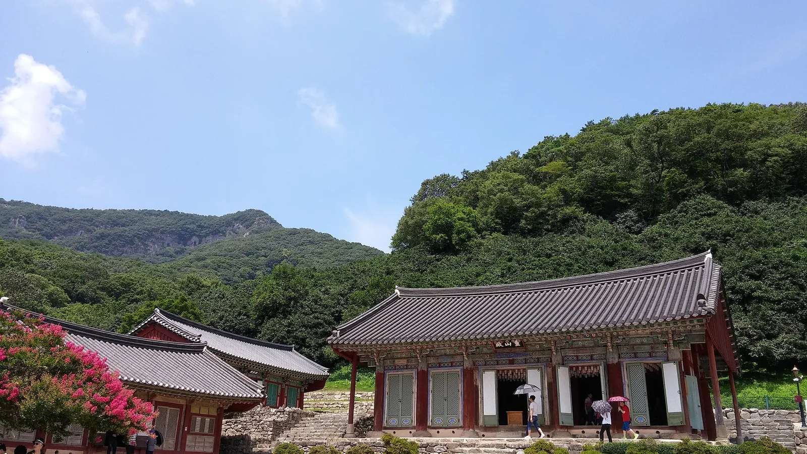 Daeungjeon main hall of Seonunsa temple with a wooded mountain behind and pink crape myrtle in flower