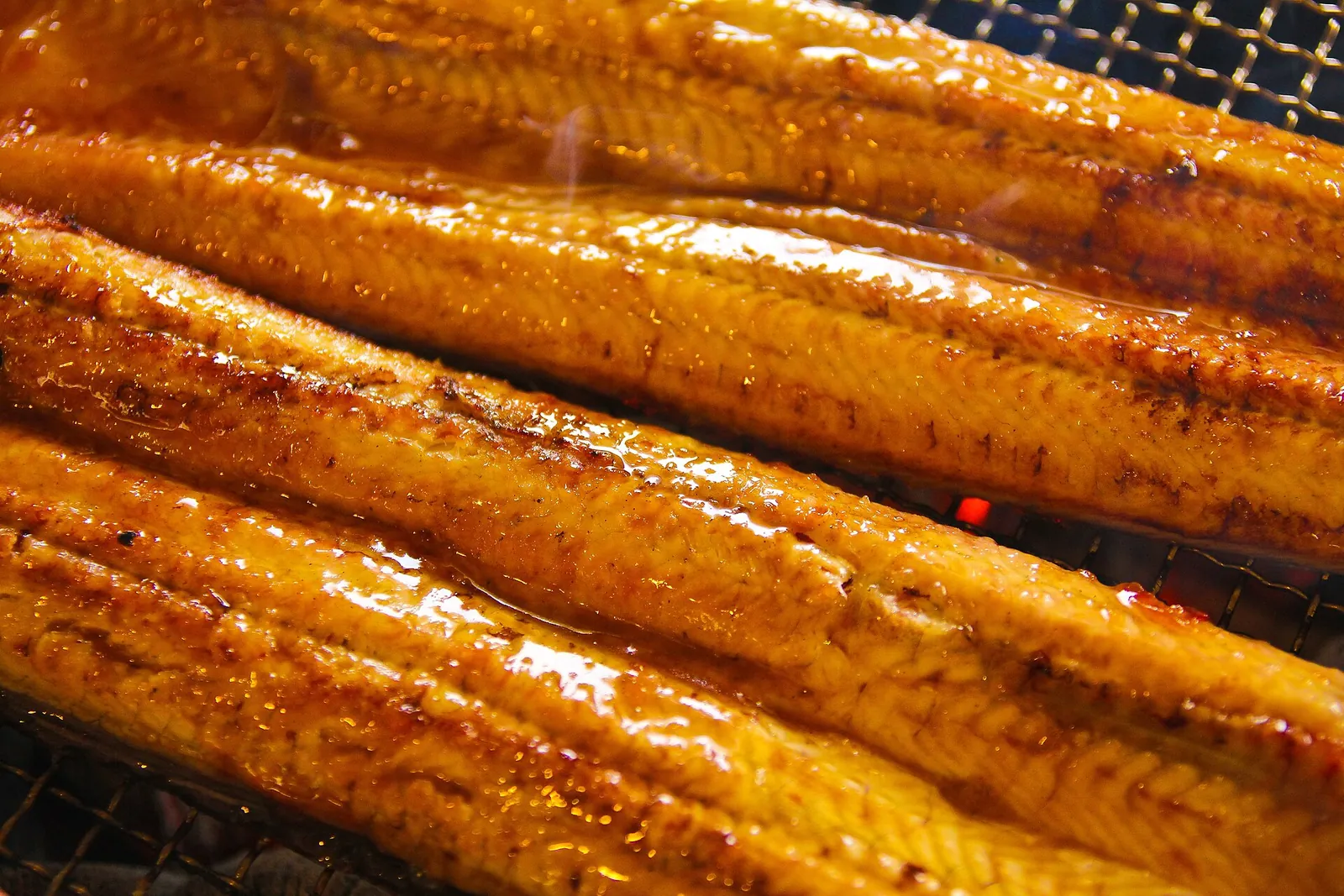 Whole freshwater eels glazed and grilling side by side over a charcoal grill