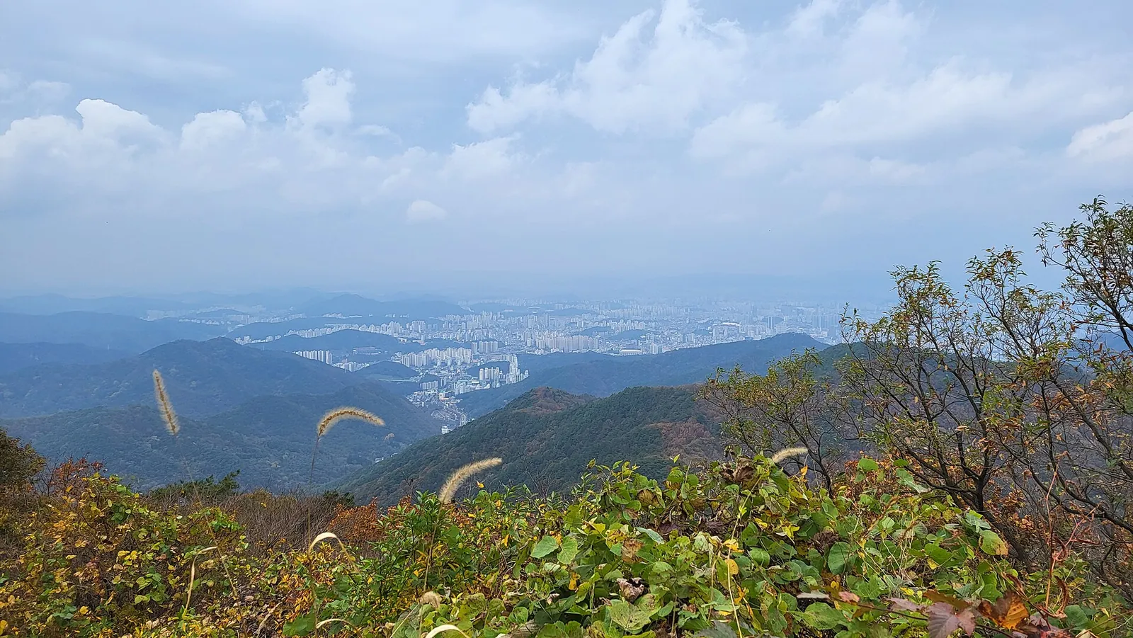 View from a Mudeungsan slope over forested ridges to the apartment blocks of Gwangju, with silver grass in the foreground