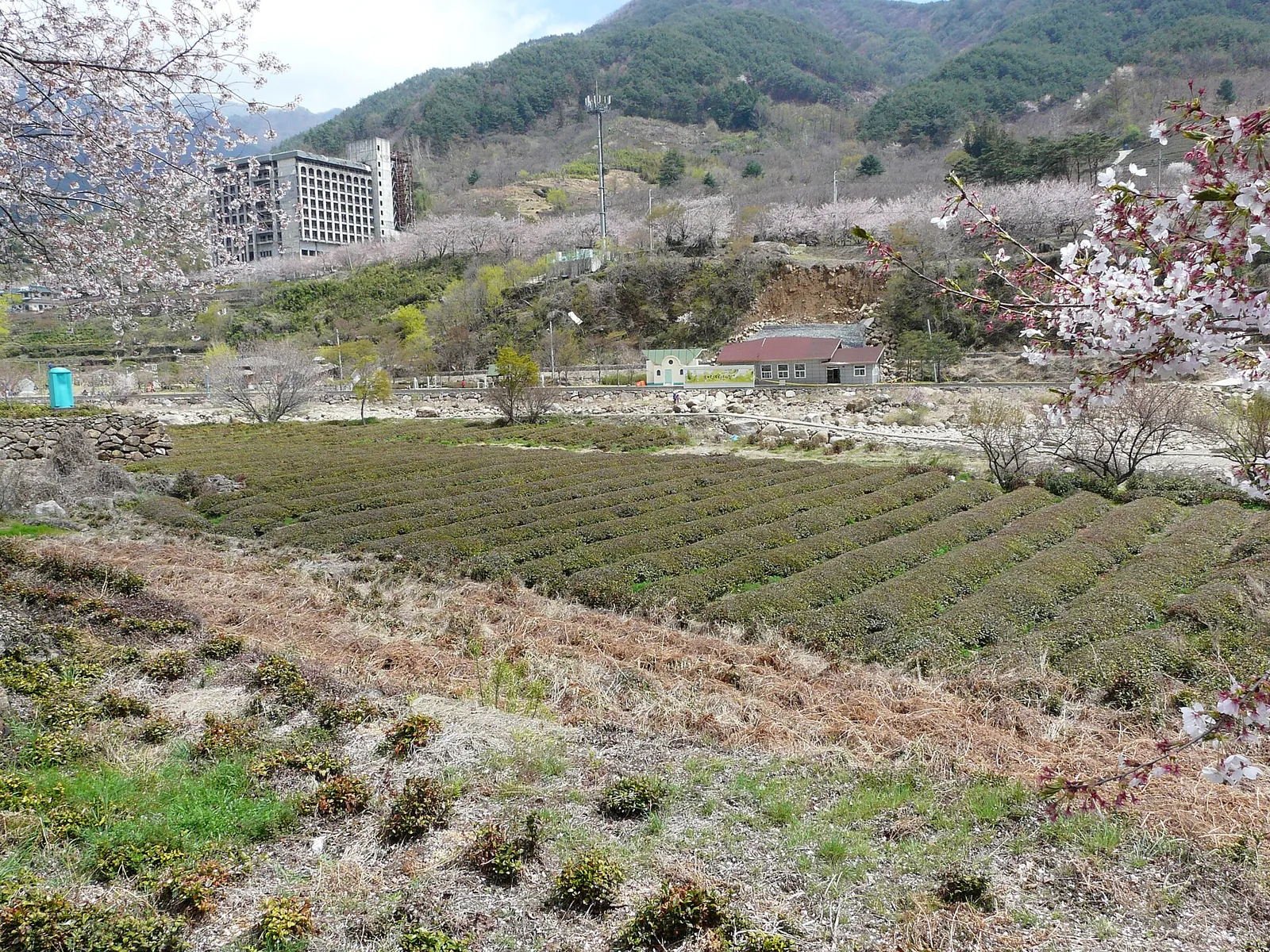 Low rows of tea bushes on a slope in the Hwagae valley with cherry trees in blossom behind