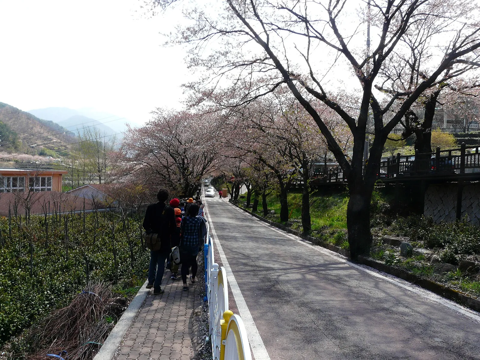 Walkers on a path lined with cherry trees beside tea bushes in Hwagae