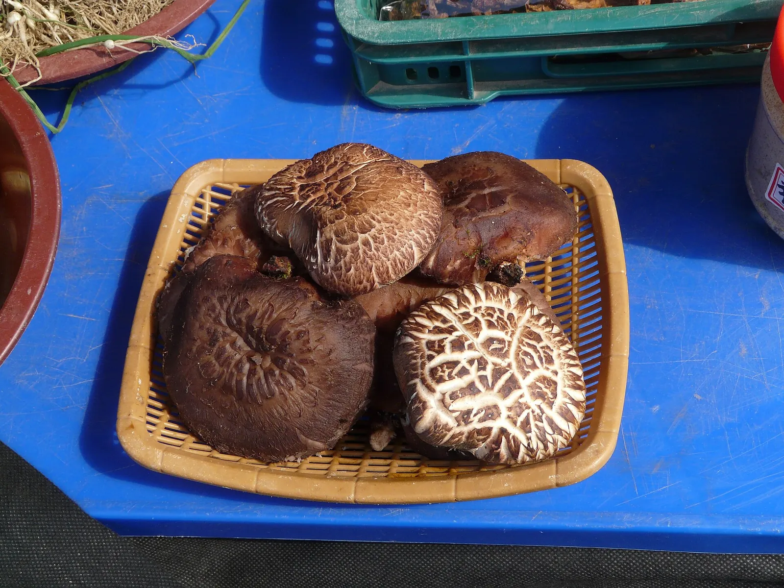 A basket of large shiitake mushrooms on a blue market table