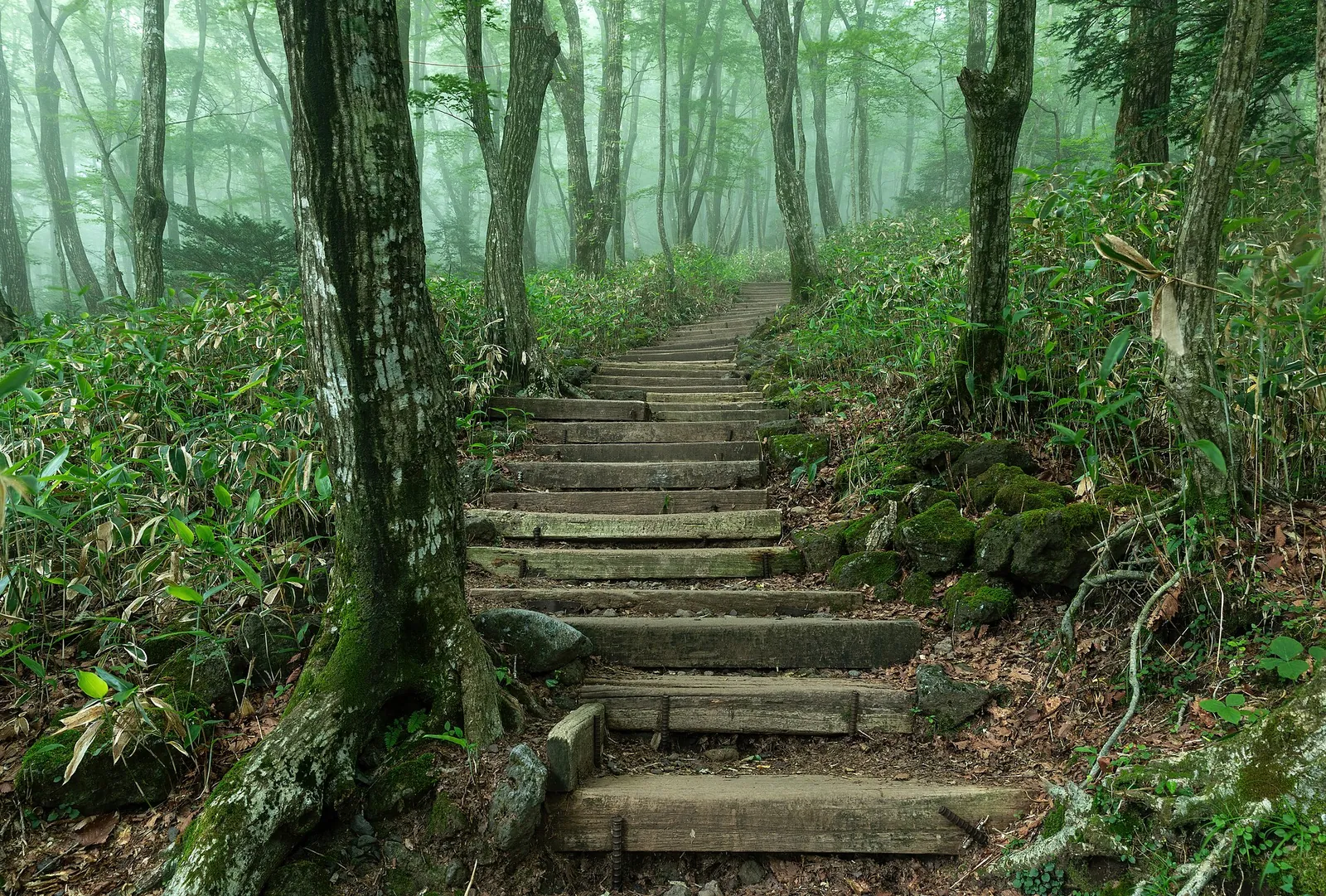 Wooden steps climbing through misty broadleaf forest on the Eorimok Trail