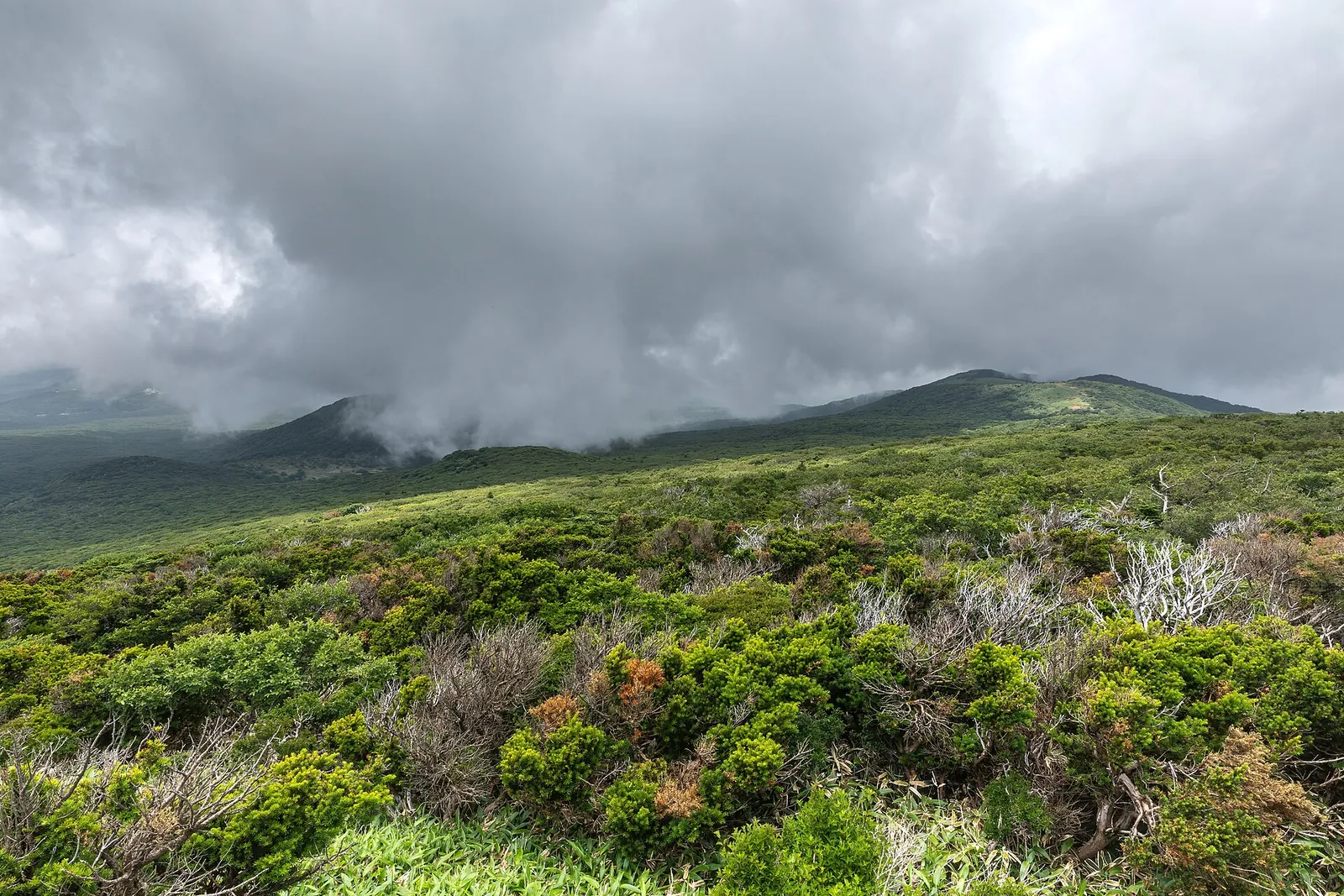 Un versant vert sous des nuages bas à côté du sentier Yeongsil au Hallasan