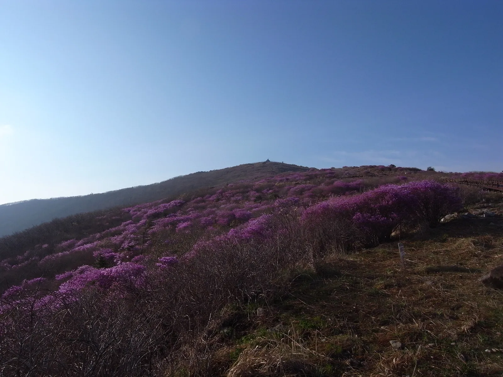 Pink flowering shrubs covering the open slopes near Nogodan on Jirisan under a clear sky