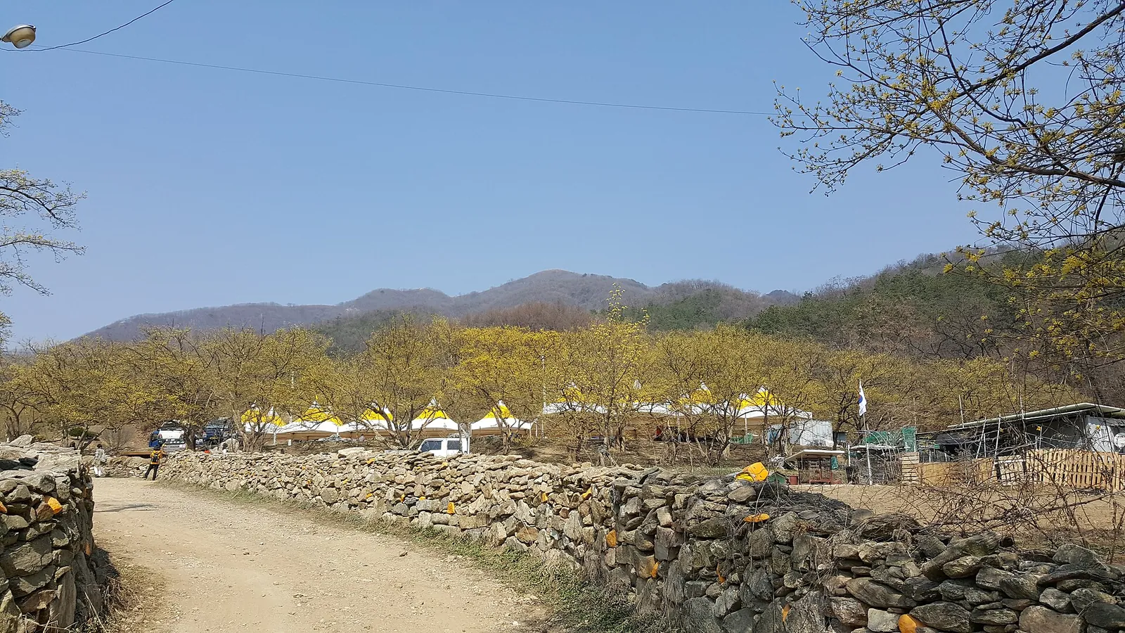 A village lane lined with stone walls and yellow-flowering cornelian cherry trees, with low hills behind