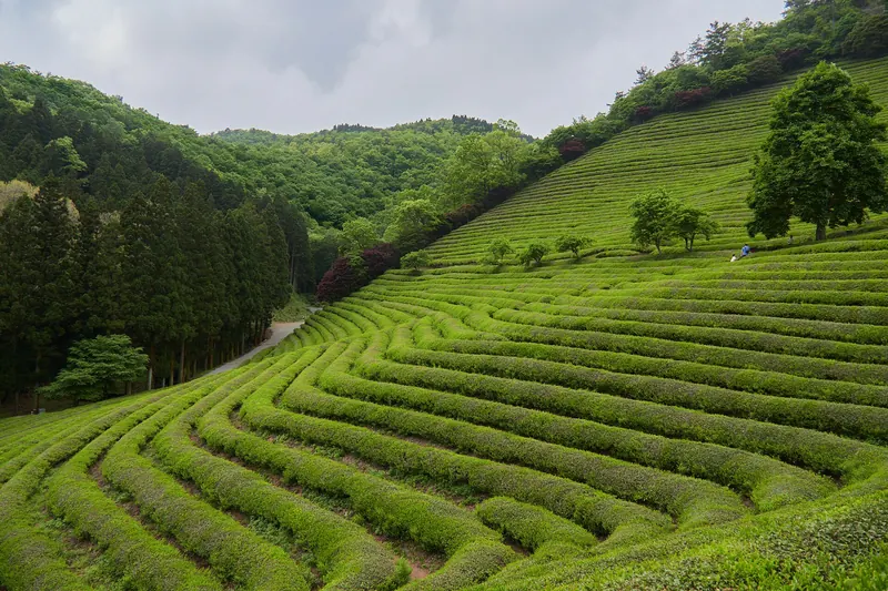 Curving rows of green tea bushes on a terraced hillside at a Boseong tea plantation, with forest above