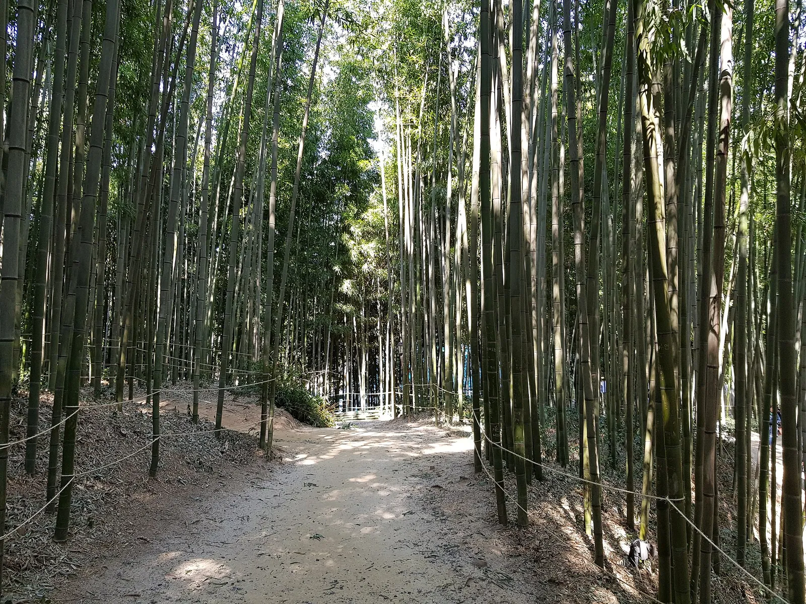 A dirt path running between dense stands of tall green bamboo at Juknokwon in Damyang