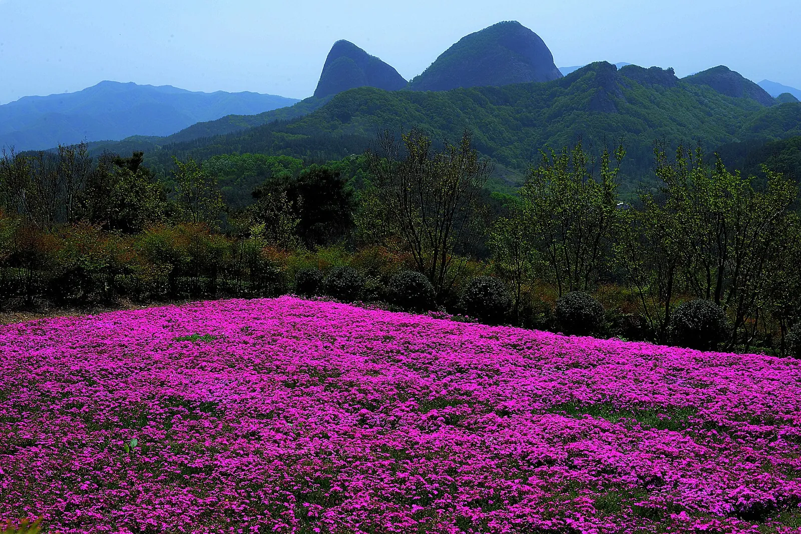 A field of bright pink moss phlox in front of the twin rock peaks of Maisan