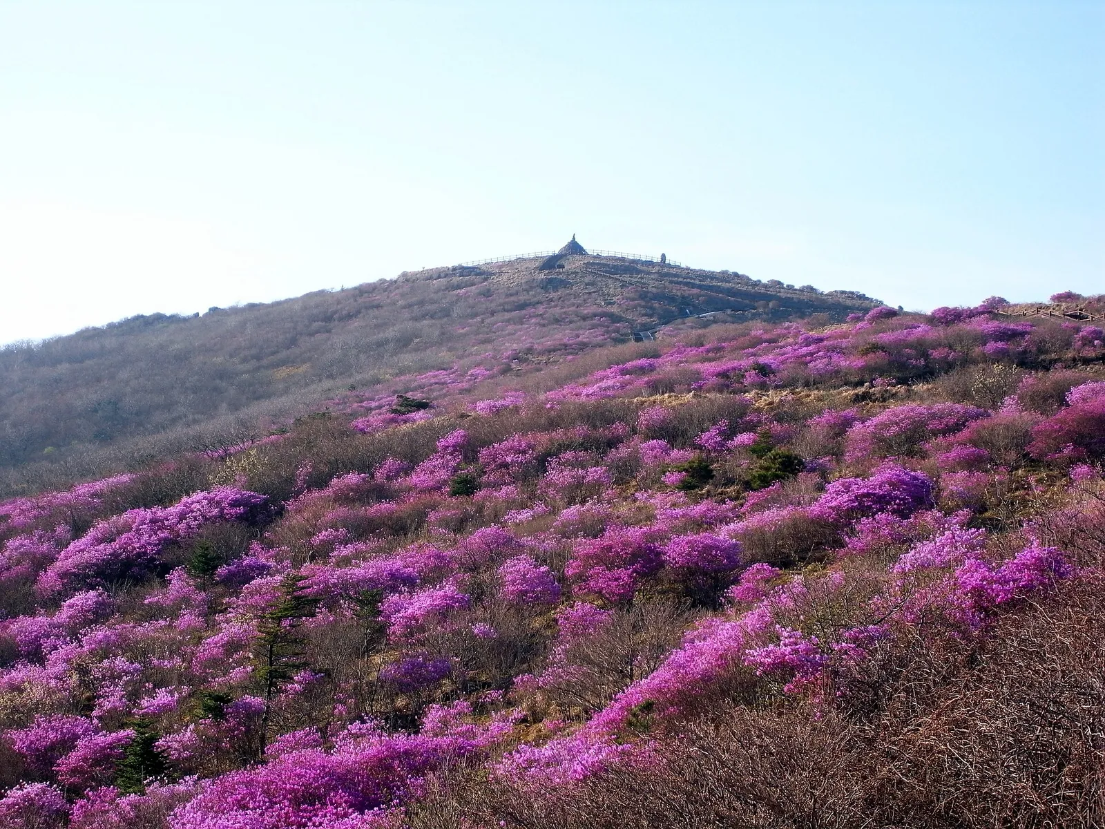Hillside near Nogodan on Jirisan covered in pink-purple azaleas, with a stone structure on the skyline