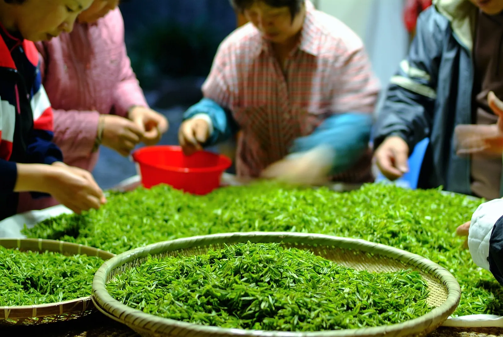 People sorting freshly picked green tea leaves in a large bamboo basket on a table