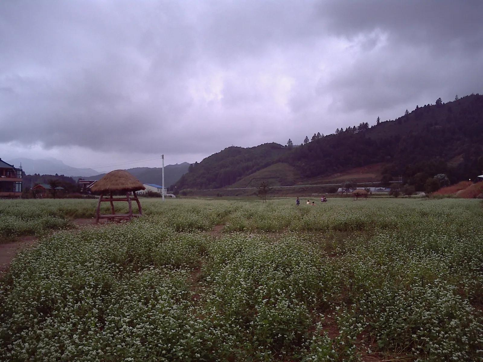 A field of white-flowering buckwheat in Bongpyeong with a thatched pavilion and wooded hills under a cloudy sky