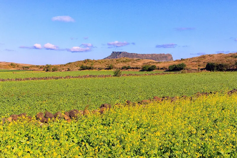 Seongsan Ilchulbong tuff cone rising behind a field of yellow canola flowers and green crops under a blue sky