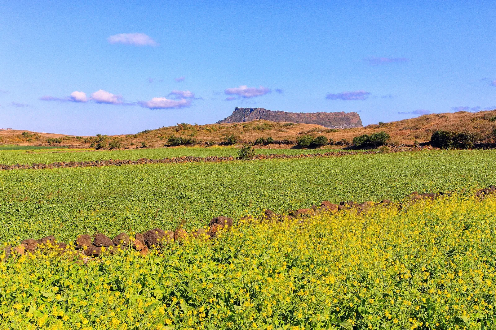 Seongsan Ilchulbong tuff cone rising behind a field of yellow canola flowers and green crops under a blue sky