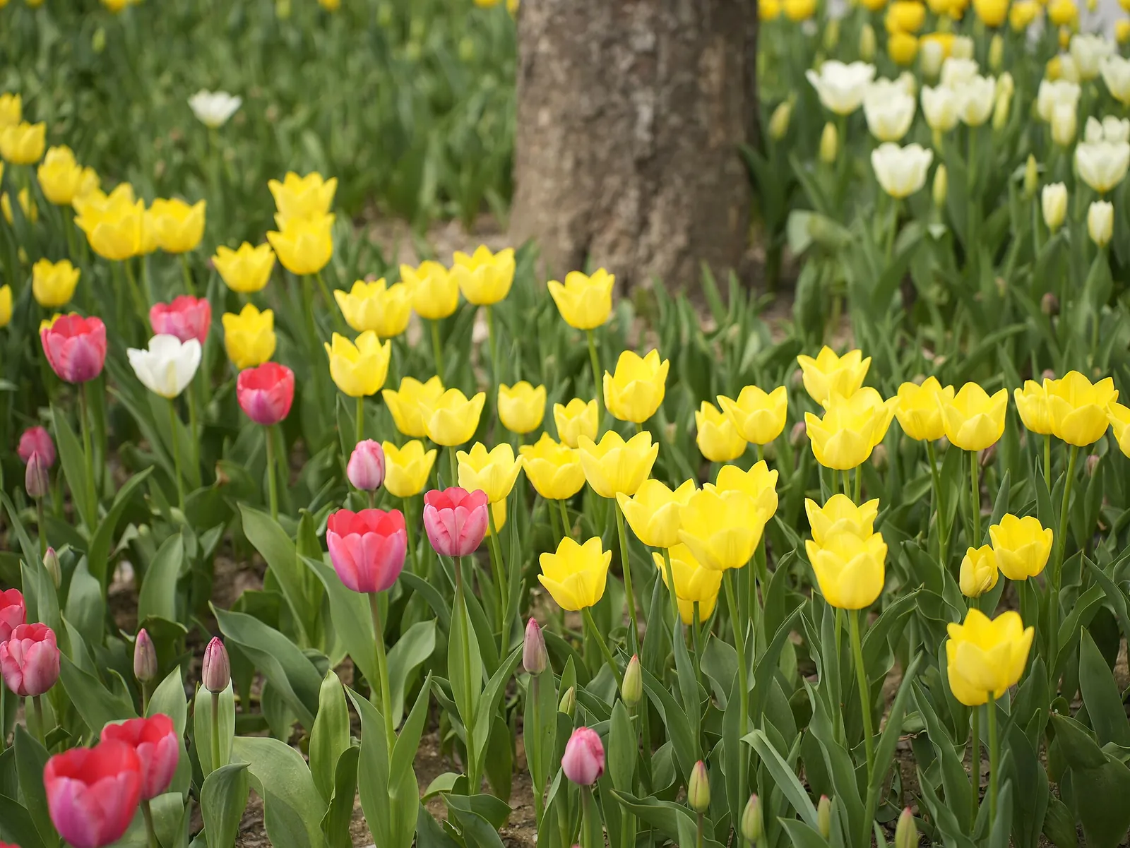 Red, yellow and white tulips in bloom under a tree in Seoul Forest