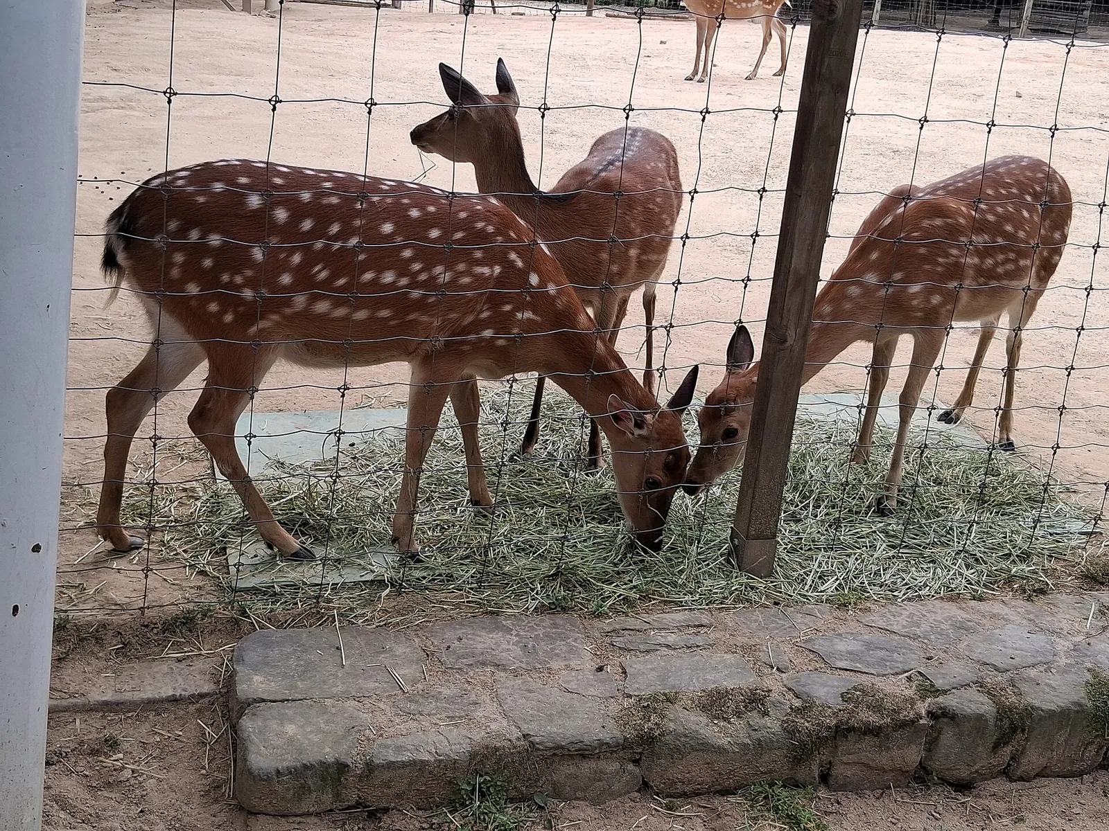 Three sika deer feeding at a hay rack inside a fenced enclosure in Seoul Forest