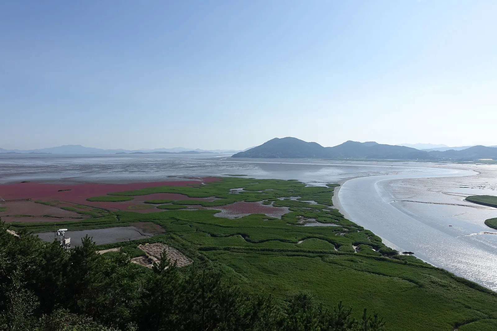 Suncheon Bay from above, with round green reed beds, red seepweed and the tidal channel running out to the sea