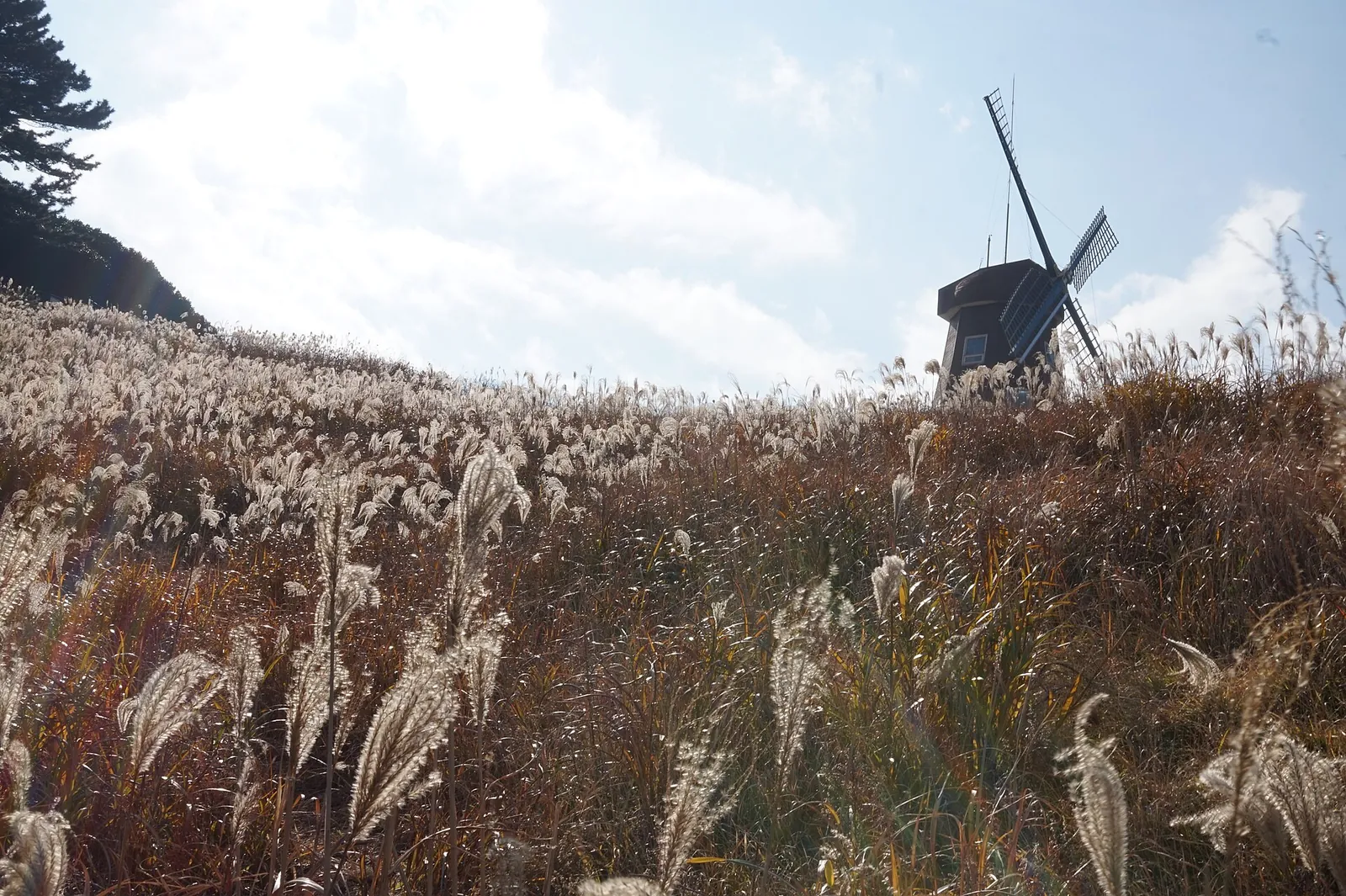 A wooden windmill on a hillside of silver grass under a bright sky on Geoje island